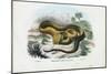 Pit Viper, 1863-79-Raimundo Petraroja-Mounted Giclee Print