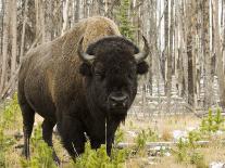 Sylvan Lake, Custer State Park, Black Hills, South Dakota, United States of America, North America-Pitamitz Sergio-Photographic Print