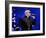 Pitbull-null-Framed Photo