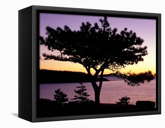 Pitch Pine, Ocean Drive at Sunrise, Acadia National Park, Maine, USA-Jerry & Marcy Monkman-Framed Premier Image Canvas