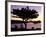 Pitch Pine, Ocean Drive at Sunrise, Acadia National Park, Maine, USA-Jerry & Marcy Monkman-Framed Photographic Print