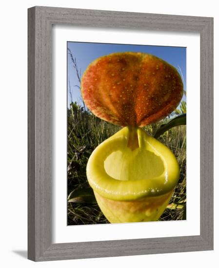 Pitcher Plant Channel Des Pangalanes, Madagascar-Inaki Relanzon-Framed Photographic Print