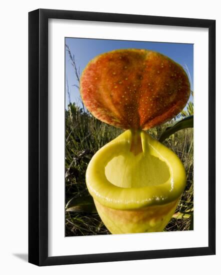 Pitcher Plant Channel Des Pangalanes, Madagascar-Inaki Relanzon-Framed Photographic Print