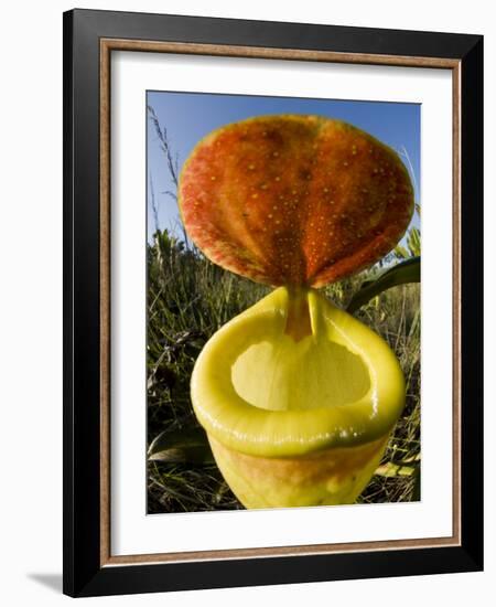 Pitcher Plant Channel Des Pangalanes, Madagascar-Inaki Relanzon-Framed Photographic Print