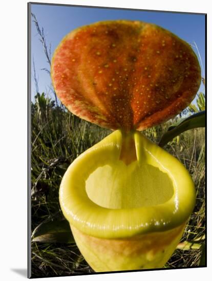 Pitcher Plant Channel Des Pangalanes, Madagascar-Inaki Relanzon-Mounted Photographic Print