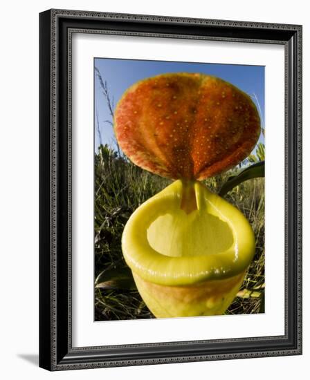 Pitcher Plant Channel Des Pangalanes, Madagascar-Inaki Relanzon-Framed Photographic Print