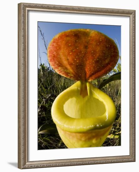 Pitcher Plant Channel Des Pangalanes, Madagascar-Inaki Relanzon-Framed Photographic Print