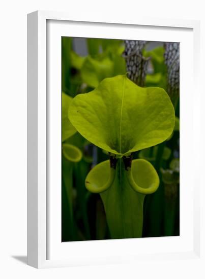 Pitcher plant green carnivorous-Charles Bowman-Framed Photographic Print