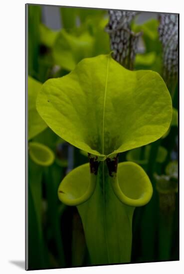 Pitcher plant green carnivorous-Charles Bowman-Mounted Photographic Print