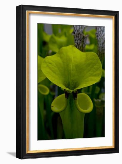 Pitcher plant green carnivorous-Charles Bowman-Framed Photographic Print