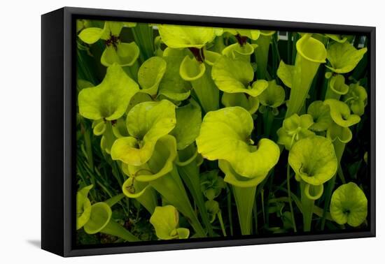 Pitcher plant green carnivorous-Charles Bowman-Framed Premier Image Canvas