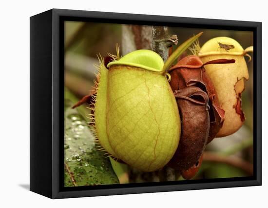 Pitcher Plant, Sarawak, Borneo, Malaysia-Jay Sturdevant-Framed Premier Image Canvas