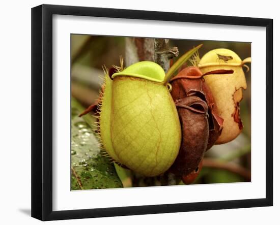 Pitcher Plant, Sarawak, Borneo, Malaysia-Jay Sturdevant-Framed Photographic Print