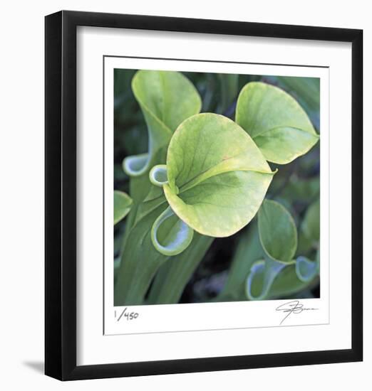 Pitcher Plant-Ken Bremer-Framed Limited Edition