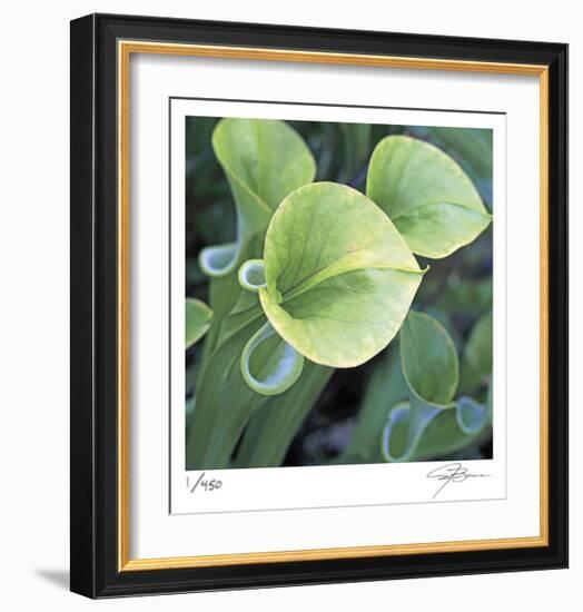 Pitcher Plant-Ken Bremer-Framed Limited Edition