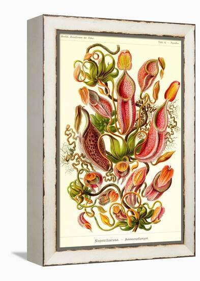 Pitcher Plants-Ernst Haeckel-Framed Stretched Canvas