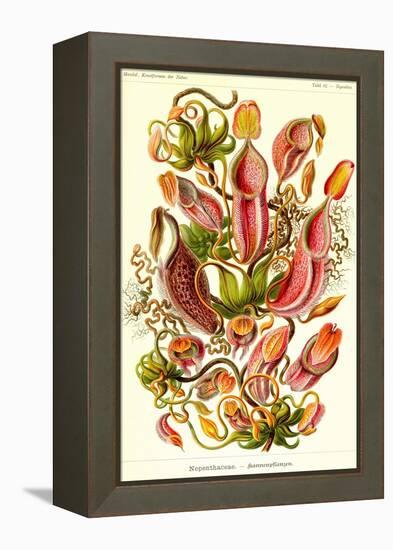 Pitcher Plants-Ernst Haeckel-Framed Stretched Canvas