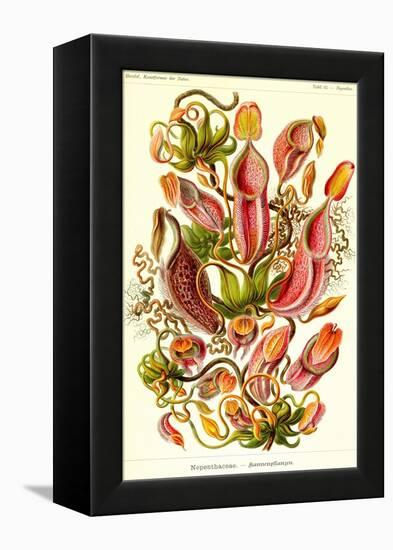 Pitcher Plants-Ernst Haeckel-Framed Stretched Canvas