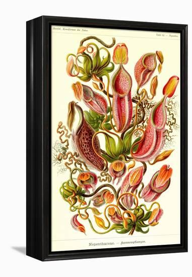 Pitcher Plants-Ernst Haeckel-Framed Stretched Canvas