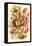 Pitcher Plants-Ernst Haeckel-Framed Stretched Canvas