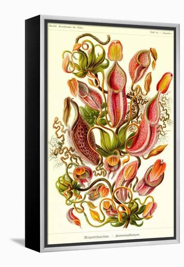 Pitcher Plants-Ernst Haeckel-Framed Stretched Canvas