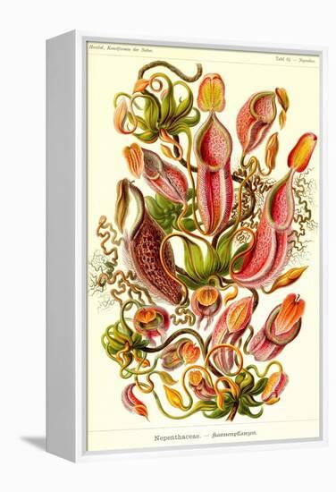 Pitcher Plants-Ernst Haeckel-Framed Stretched Canvas