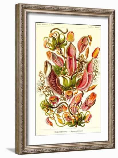 Pitcher Plants-Ernst Haeckel-Framed Art Print