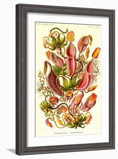 Pitcher Plants-Ernst Haeckel-Framed Art Print