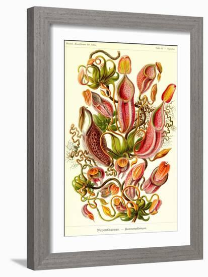 Pitcher Plants-Ernst Haeckel-Framed Art Print