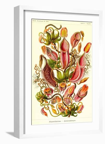 Pitcher Plants-Ernst Haeckel-Framed Art Print