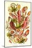 Pitcher Plants-Ernst Haeckel-Mounted Art Print