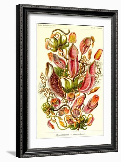 Pitcher Plants-Ernst Haeckel-Framed Art Print