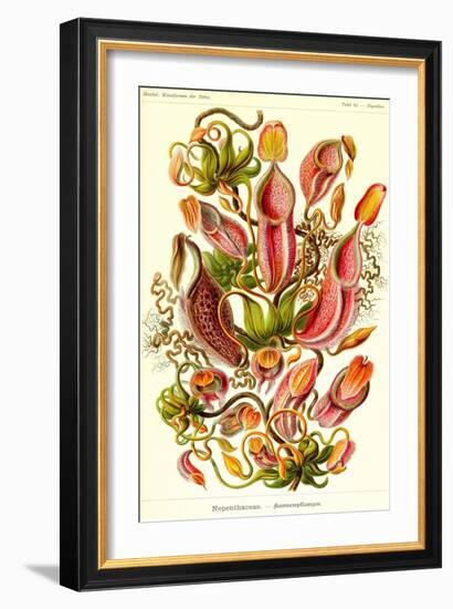 Pitcher Plants-Ernst Haeckel-Framed Art Print