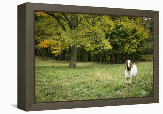 Pittsburg, PA. USA. Fall on the Farm-Julien McRoberts-Framed Premier Image Canvas