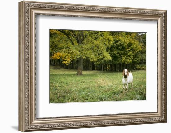 Pittsburg, PA. USA. Fall on the Farm-Julien McRoberts-Framed Photographic Print