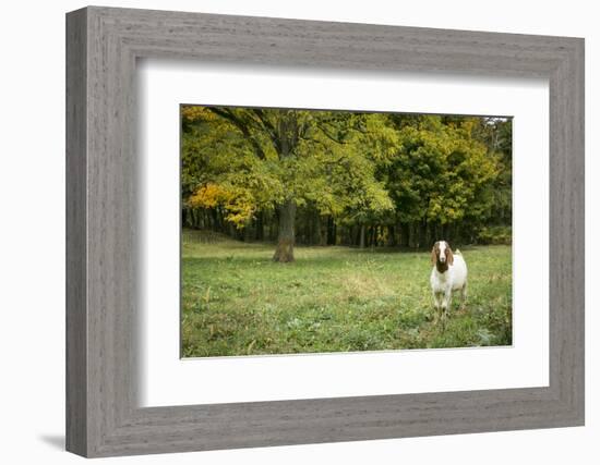 Pittsburg, PA. USA. Fall on the Farm-Julien McRoberts-Framed Photographic Print