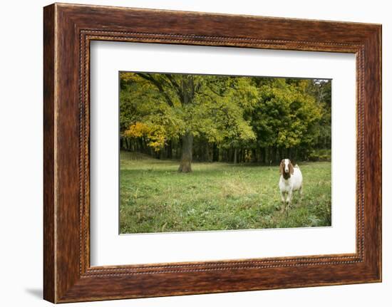 Pittsburg, PA. USA. Fall on the Farm-Julien McRoberts-Framed Photographic Print