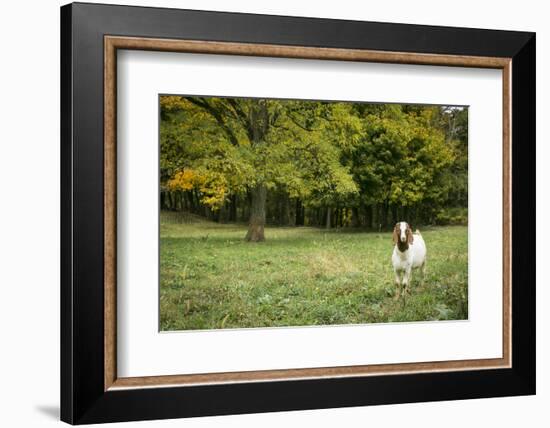 Pittsburg, PA. USA. Fall on the Farm-Julien McRoberts-Framed Photographic Print