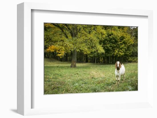 Pittsburg, PA. USA. Fall on the Farm-Julien McRoberts-Framed Photographic Print