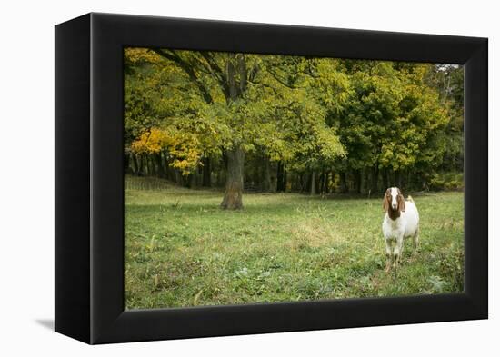 Pittsburg, PA. USA. Fall on the Farm-Julien McRoberts-Framed Premier Image Canvas