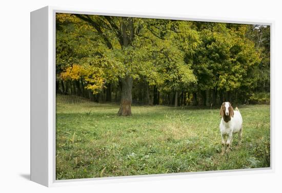 Pittsburg, PA. USA. Fall on the Farm-Julien McRoberts-Framed Premier Image Canvas