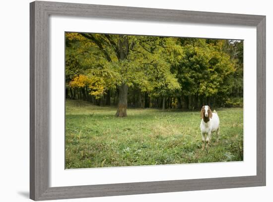 Pittsburg, PA. USA. Fall on the Farm-Julien McRoberts-Framed Photographic Print