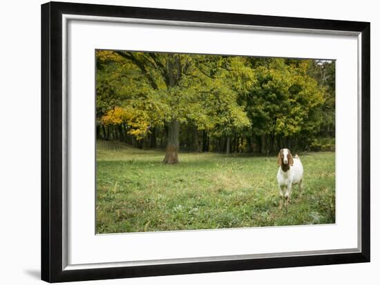 Pittsburg, PA. USA. Fall on the Farm-Julien McRoberts-Framed Photographic Print