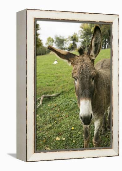 Pittsburg, PA. USA. Fall on the Farm-Julien McRoberts-Framed Premier Image Canvas