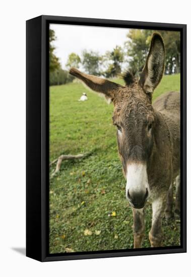 Pittsburg, PA. USA. Fall on the Farm-Julien McRoberts-Framed Premier Image Canvas