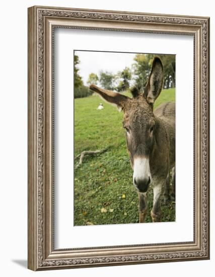 Pittsburg, PA. USA. Fall on the Farm-Julien McRoberts-Framed Photographic Print