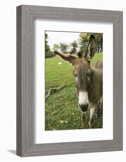 Pittsburg, PA. USA. Fall on the Farm-Julien McRoberts-Framed Photographic Print