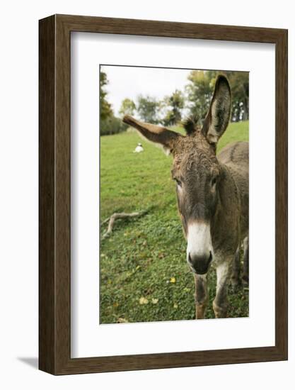 Pittsburg, PA. USA. Fall on the Farm-Julien McRoberts-Framed Photographic Print