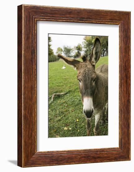 Pittsburg, PA. USA. Fall on the Farm-Julien McRoberts-Framed Photographic Print