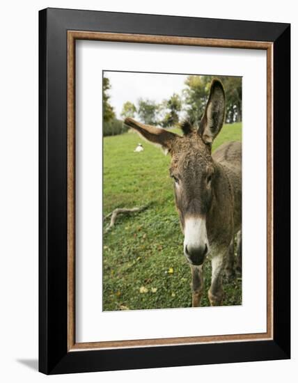 Pittsburg, PA. USA. Fall on the Farm-Julien McRoberts-Framed Photographic Print